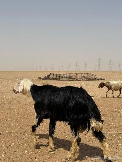خروف نجدي صنف 1