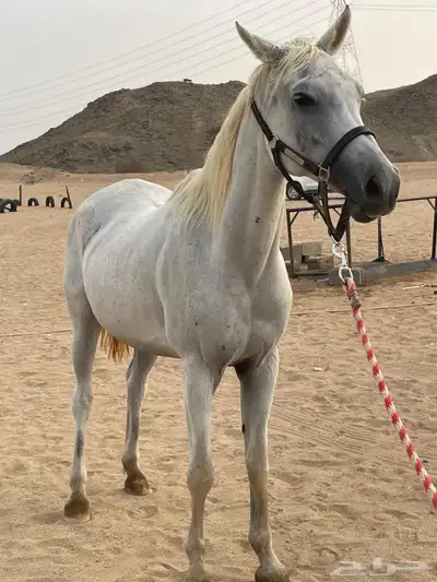فرس مصرية 0