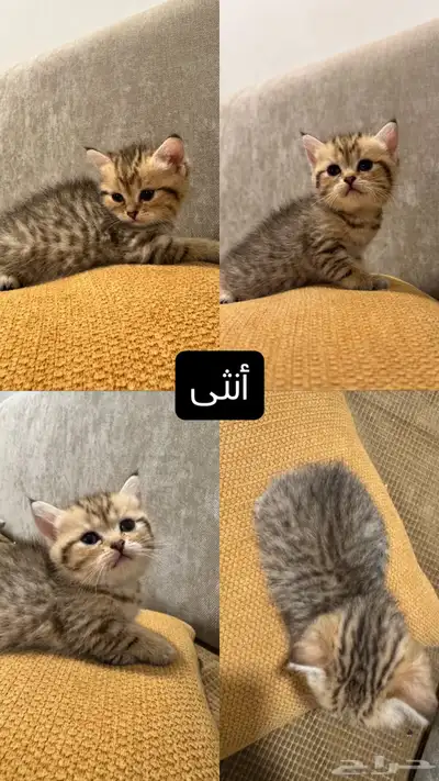 قطط كيتن سكوتش ستريت وفولد للبيع 16