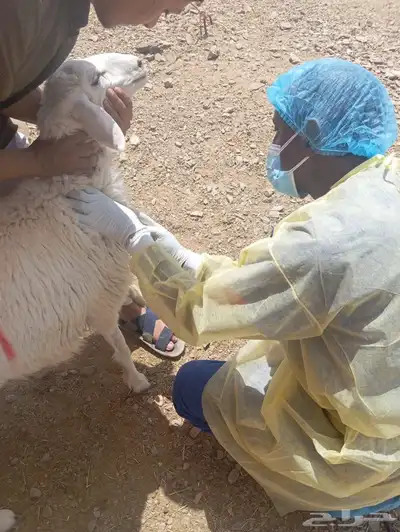 مركز صفوة الجياد 5