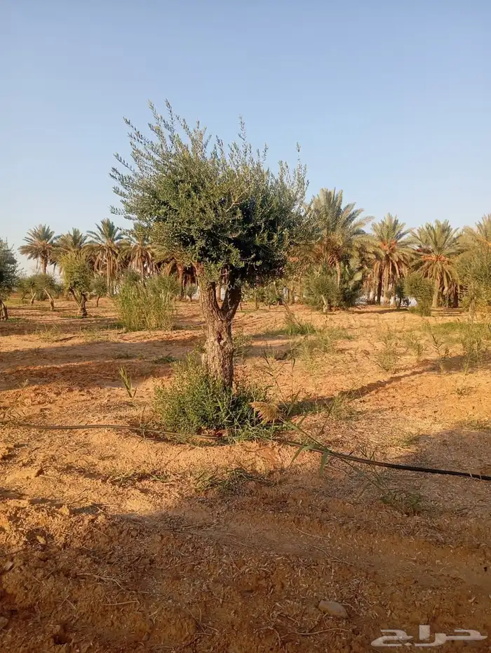 شجر زيتون ومعمر 44