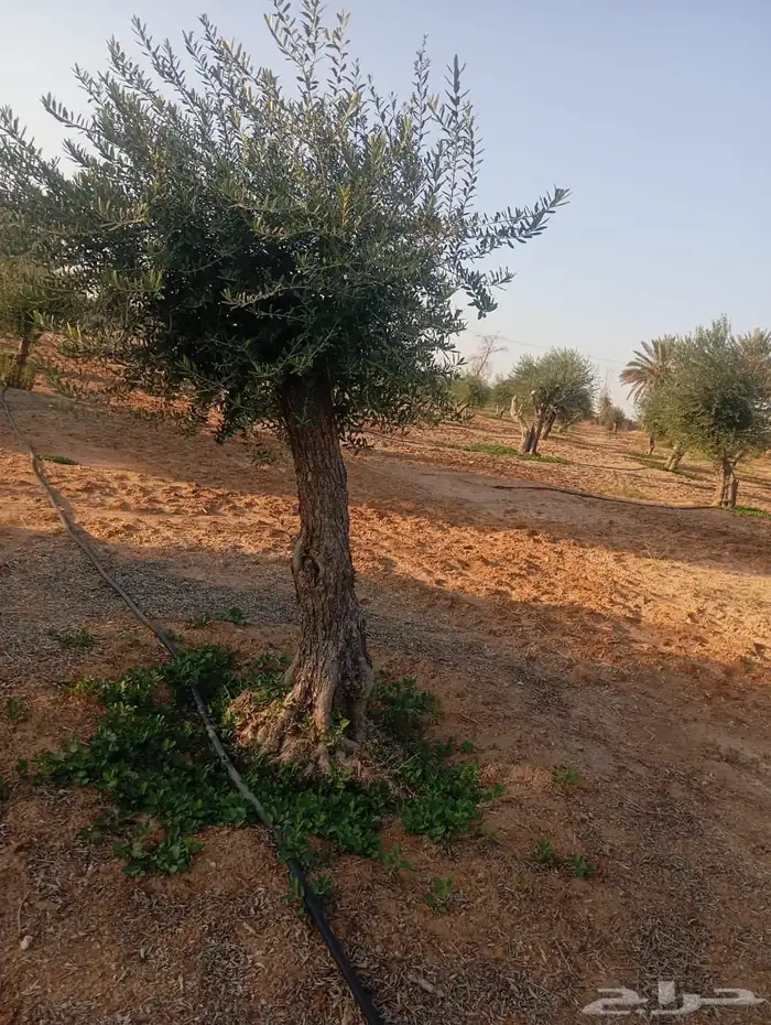 شجر زيتون ومعمر 40