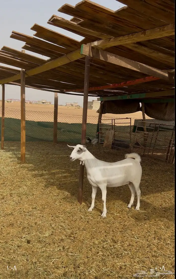 جفرة بيشية صنف 2