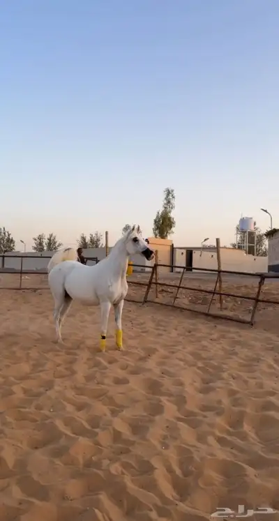 للبيع فرس مستوره من أمريكا واهو منتجه بنت( انزو) 0