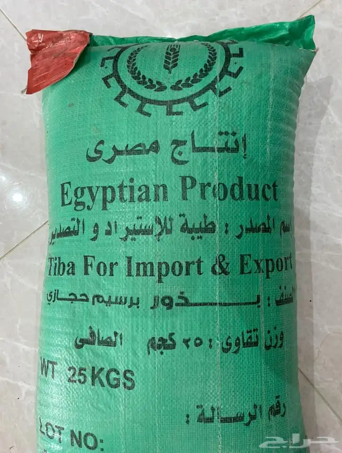 بذور برسيم حجازي مصري 0