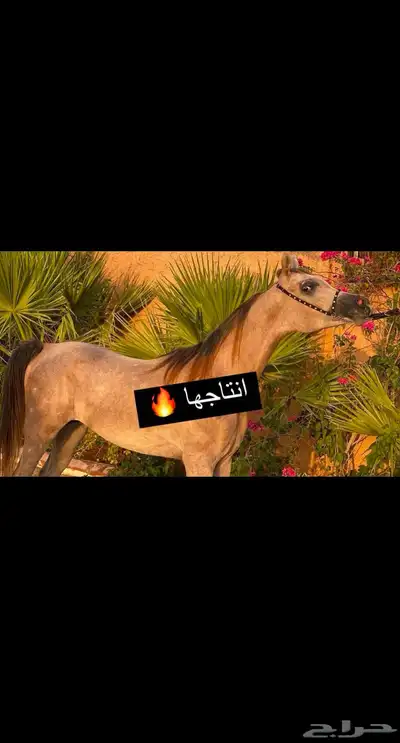 للبيع فرس مستوره من أمريكا واهو منتجه بنت( انزو) 2