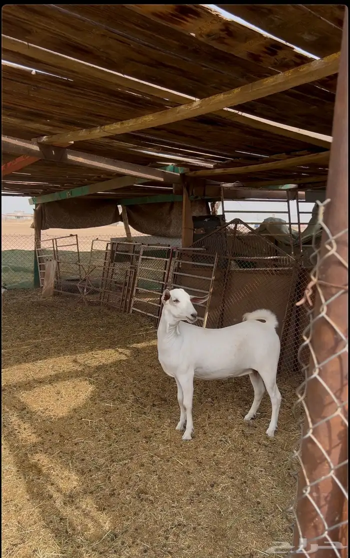 جفرة بيشية صنف 3