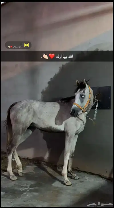 حصاني شعبي للبيع 0