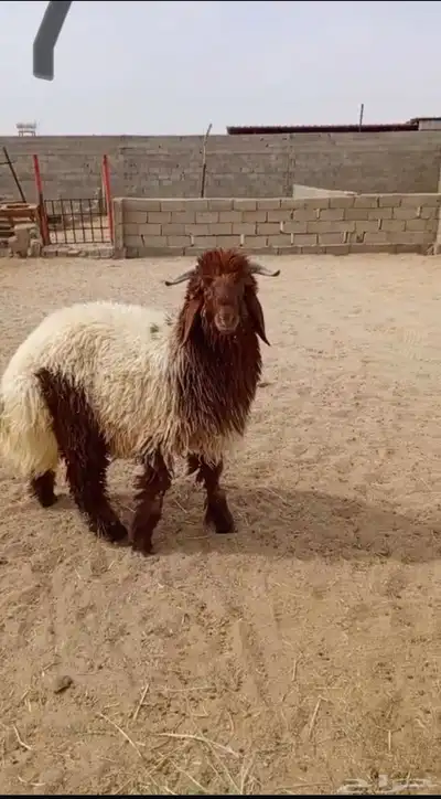 خروف نعيمي مغلق شحم 0
