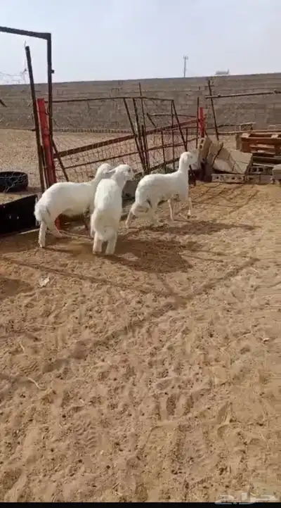 3 من البهم سمان مغلق شحم 0