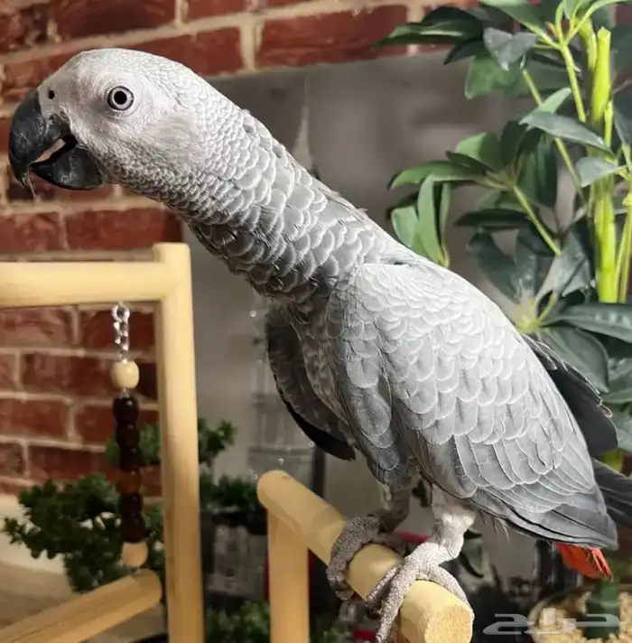 فرخ كاسكو دبل سوبر ( تم البيع ) 7