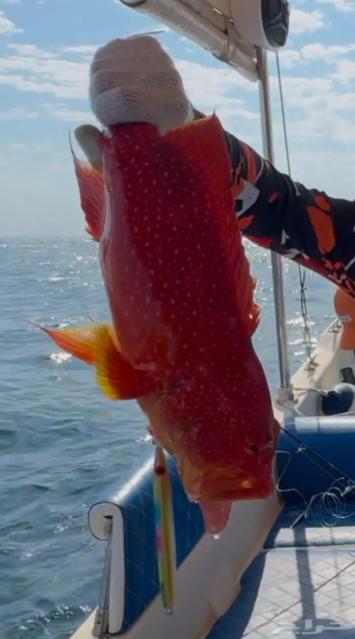 رحلات بحرية 8