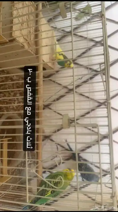 طيور زينه 0