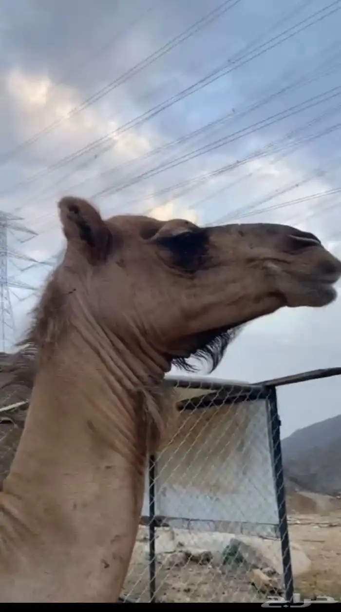 خلفه طيبه 0