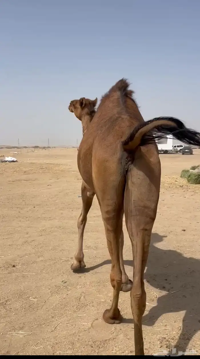 بكره ساحليه لقحه 0
