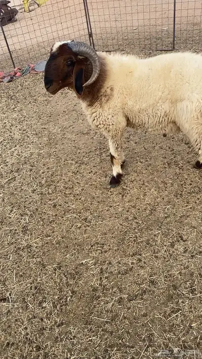 فحول نعيم 1