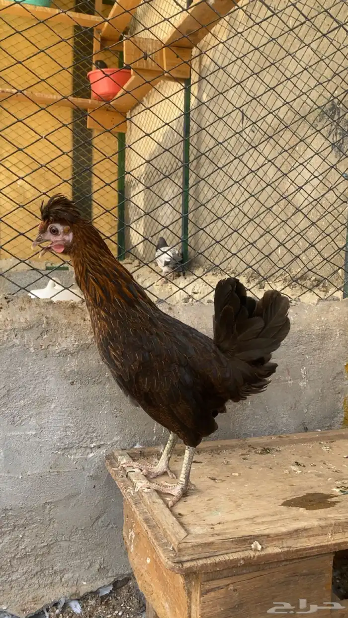 دجاجة  كويتية 0