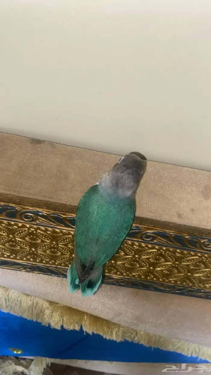 ببغاء فيشر اليف غر مجنون ماشاءالله هدد 2