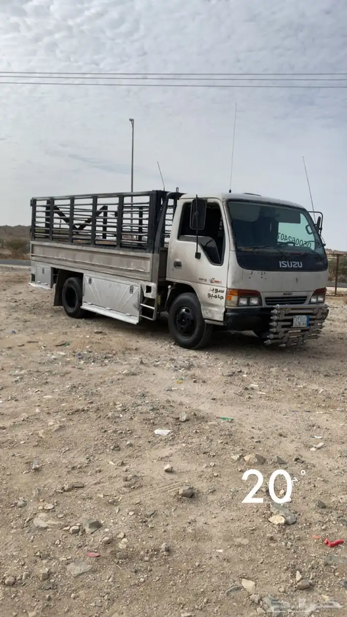 دينا شبك 0