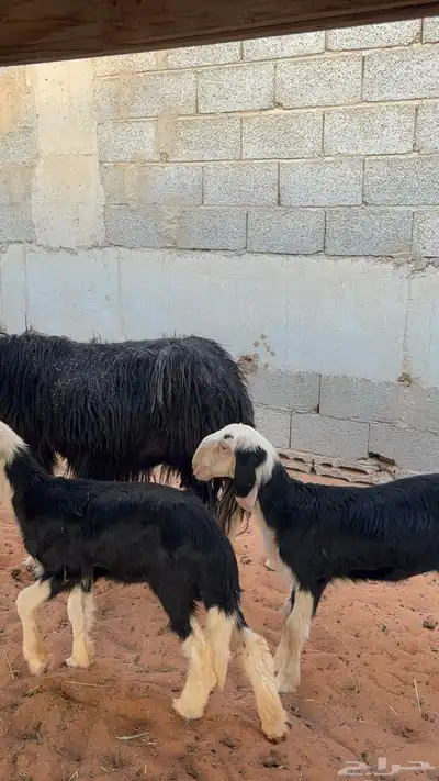 نجديه معها توم رخال 11