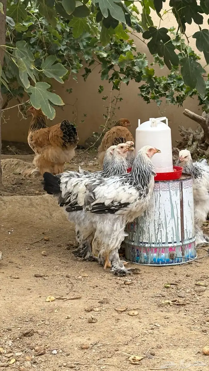 دجاج براهما توب التوب 3