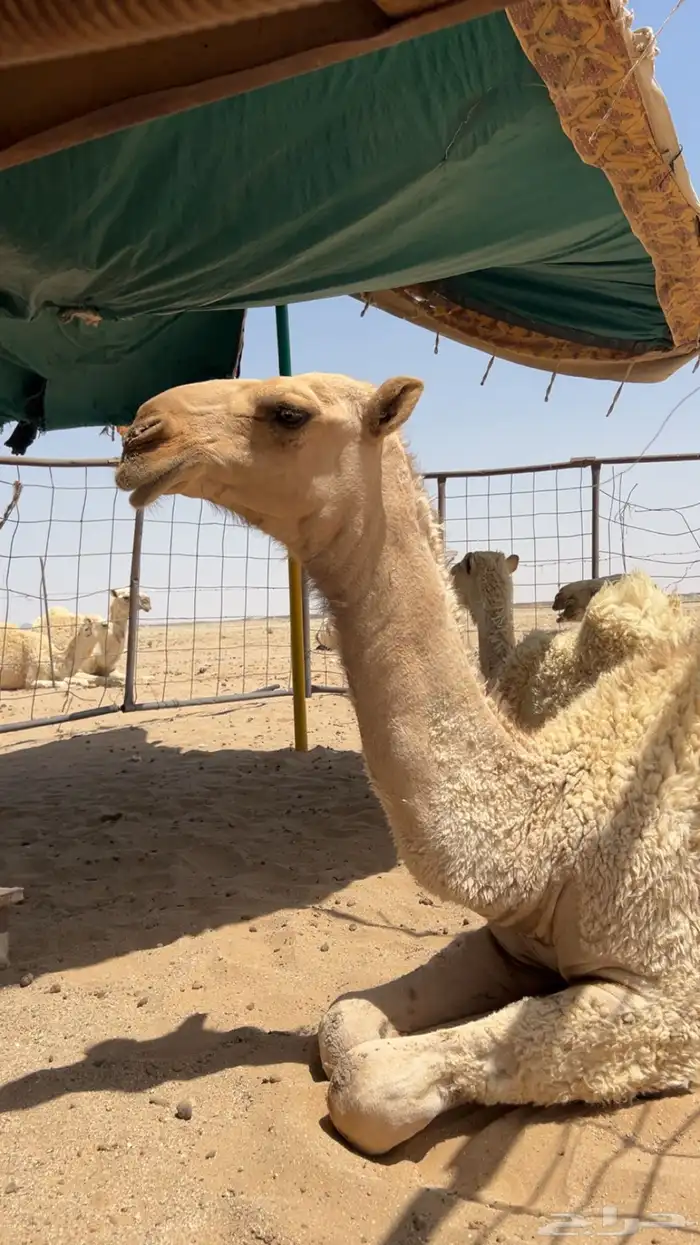 قعود عوني 0