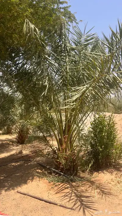 15 نخل للبيع 5