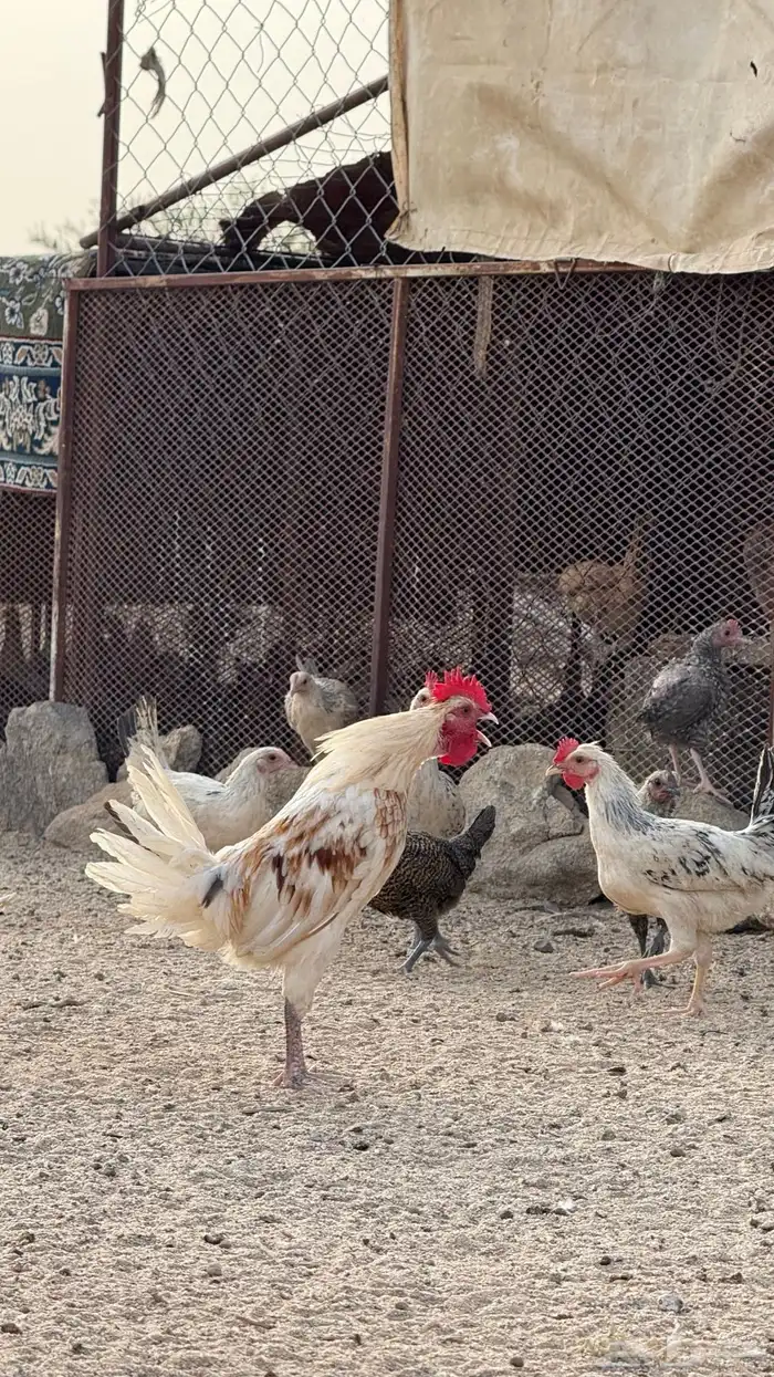 دجاج بلدي 4