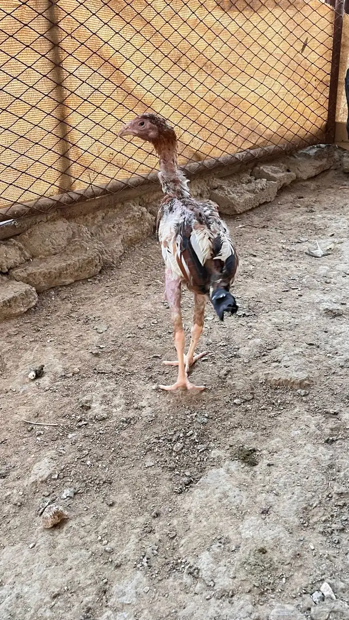 دجاج باكستاني للبيع 7