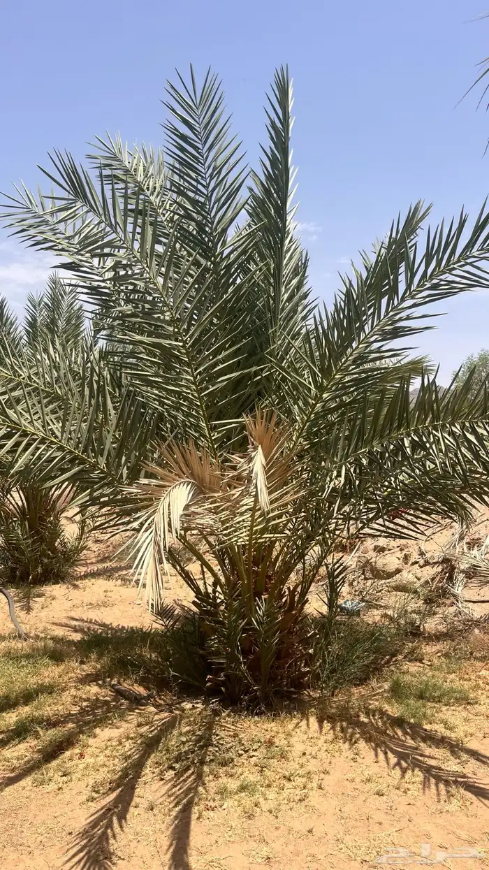 15 نخل للبيع 1