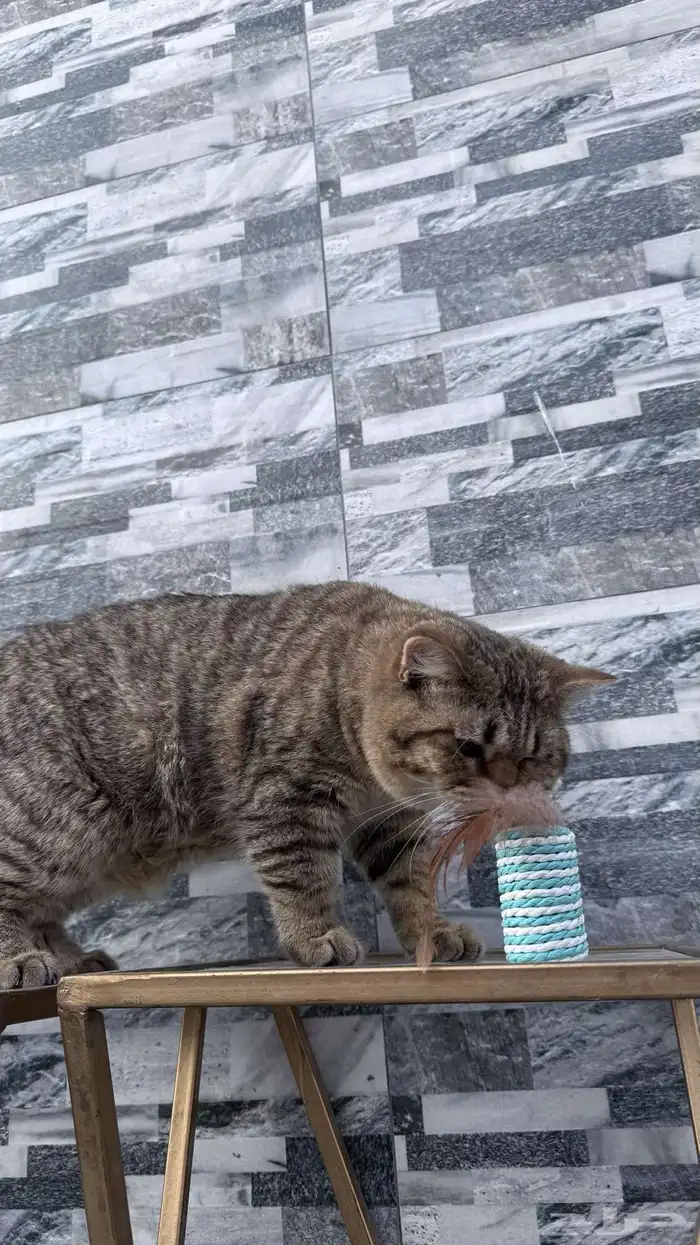 قط سكوتش ستريت للتبني (تم التبني) 3