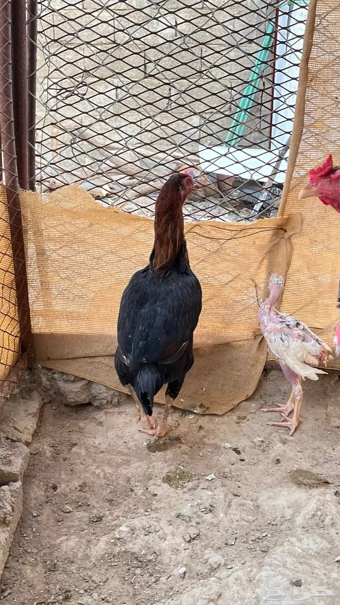 دجاج باكستاني للبيع 2
