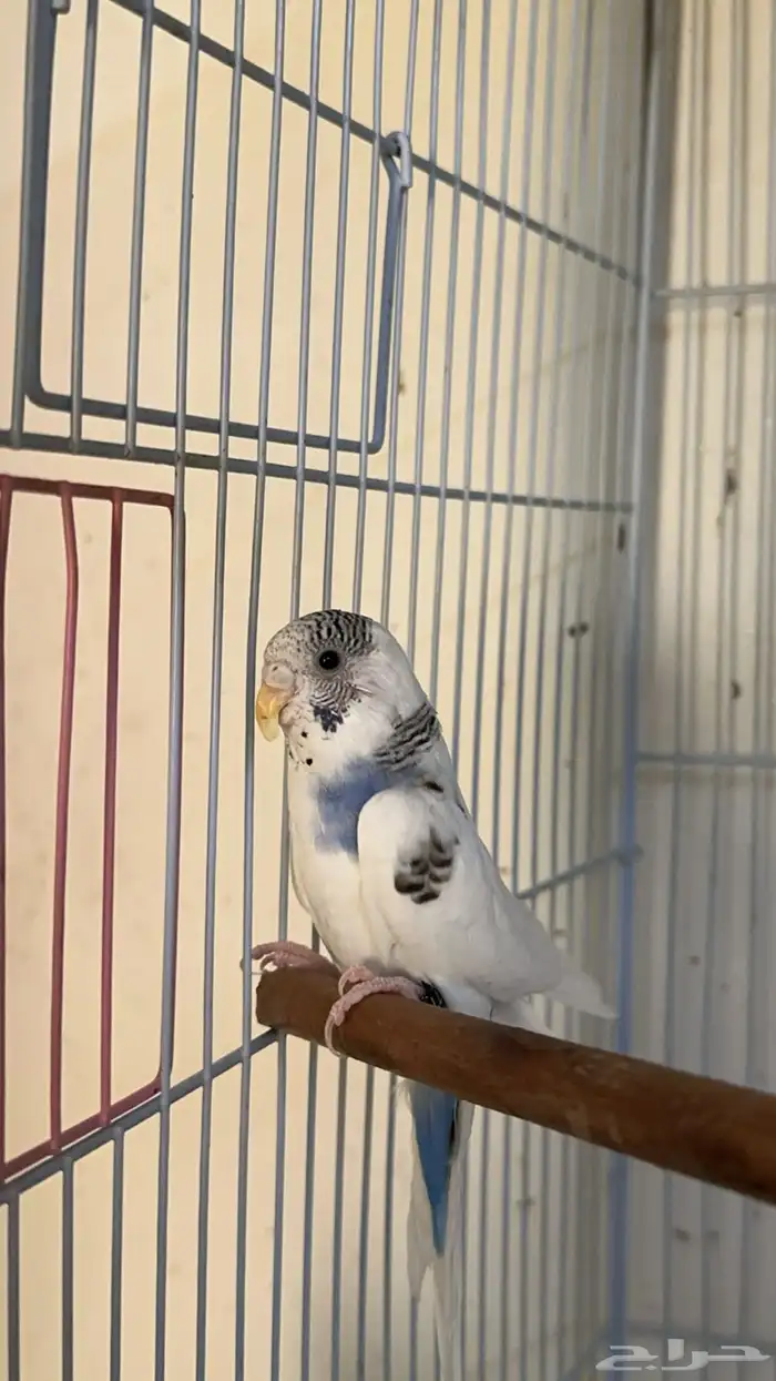 طيور الحب للبيع (بادجي) 2