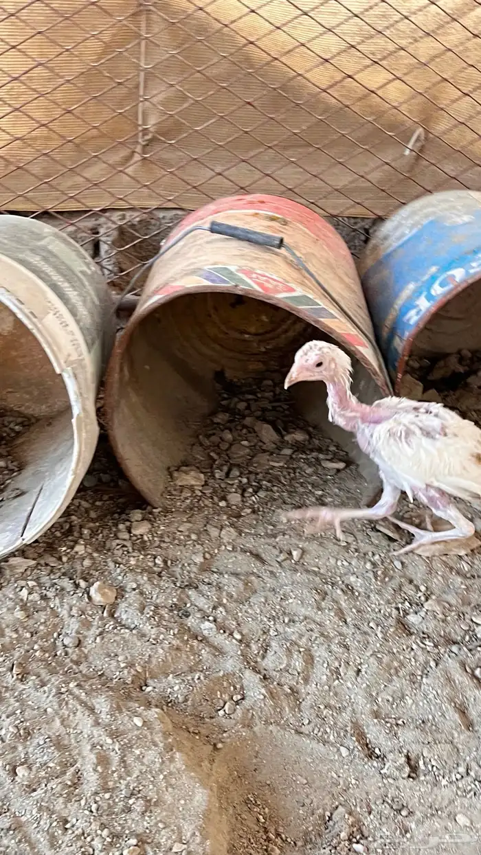 دجاج باكستاني للبيع 3