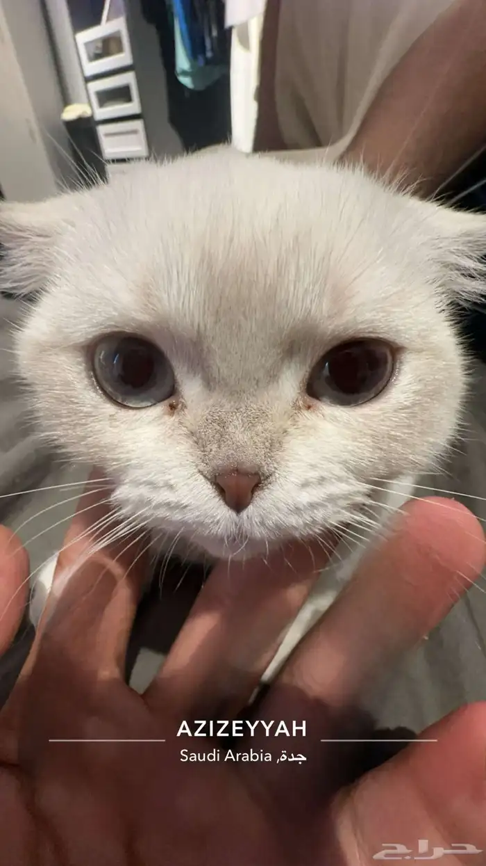 سكوتش فولد 3