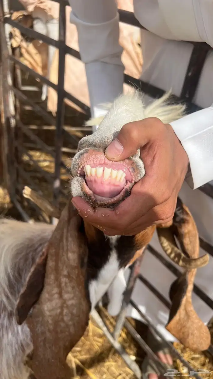 ضروبه 1