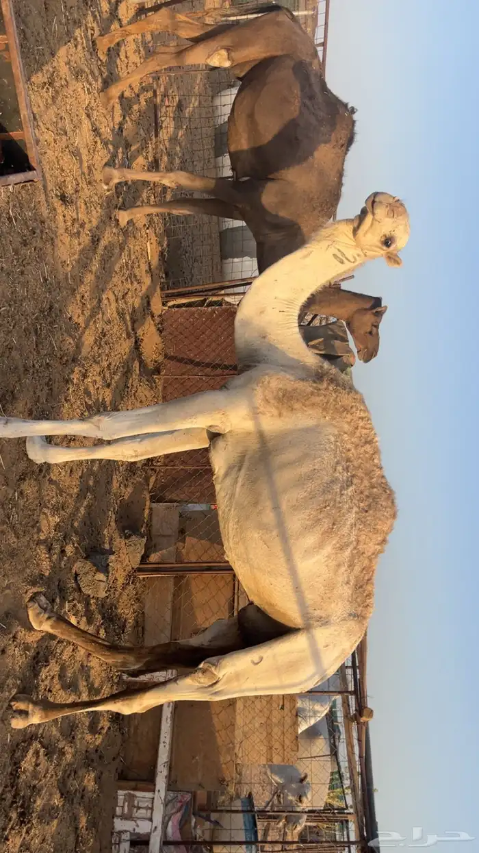 نياق مقاني (تم البيع) 7