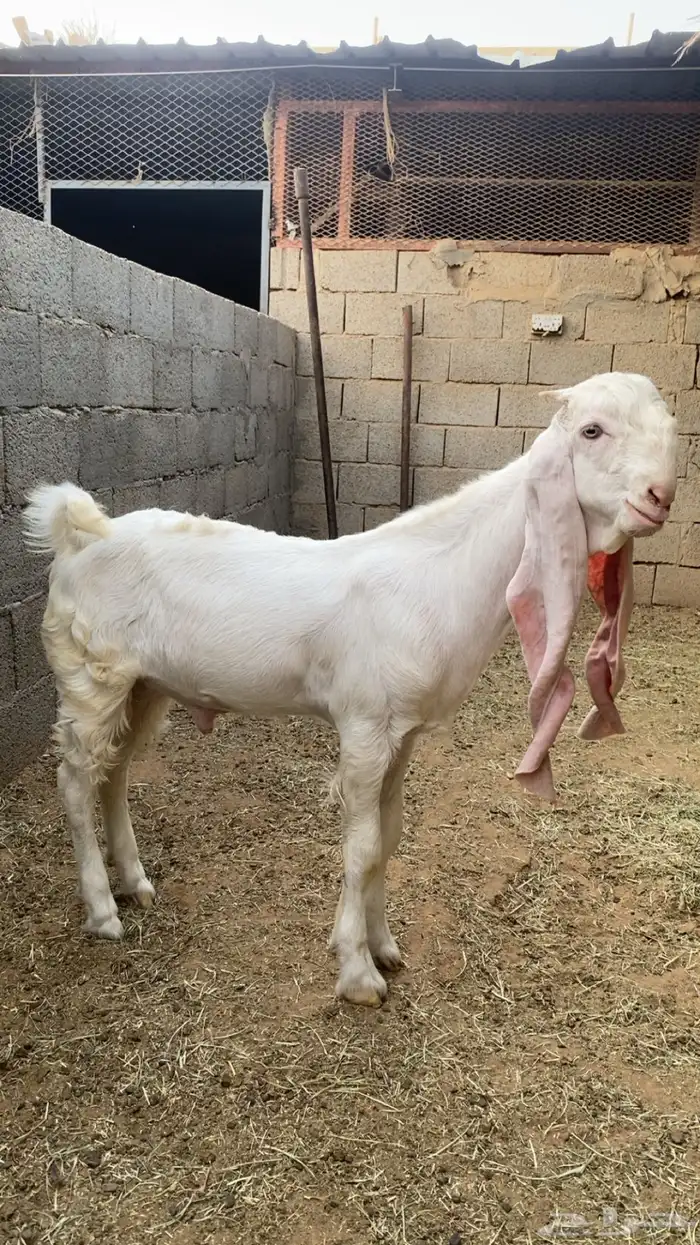 تيس ابرص 0