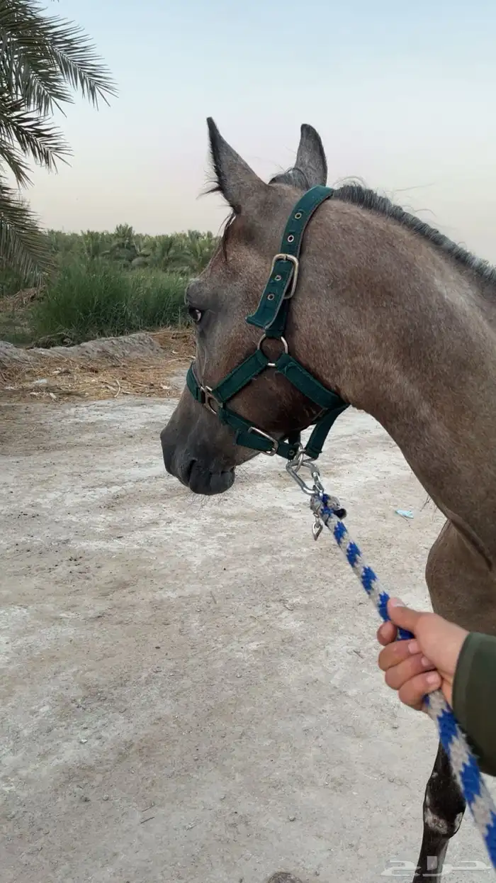 مهر مصري بيور 0