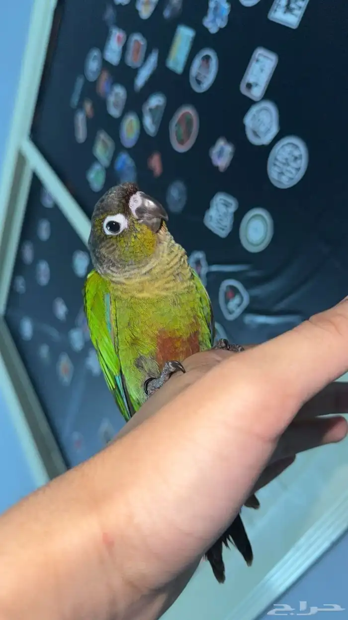 سلام عليكم عندي كنيور أليف مرا وماله شهر فاطمه 1