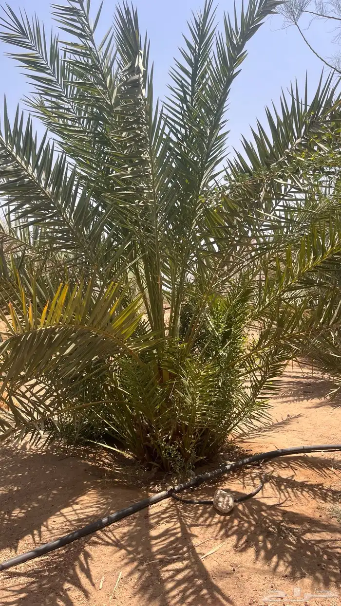 15 نخل للبيع 8