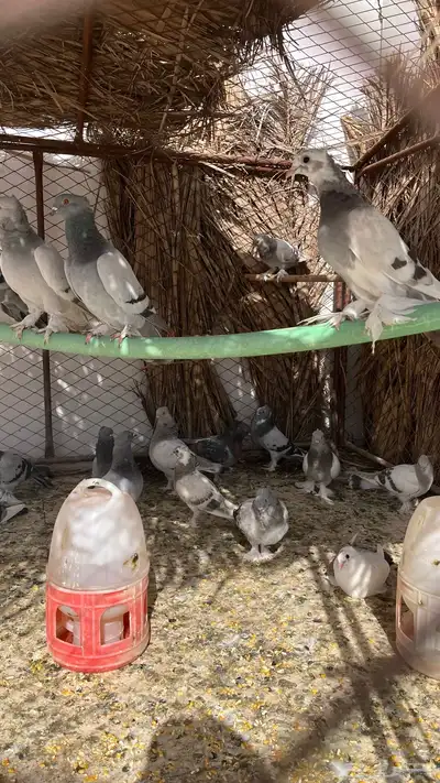حمام تركي 0