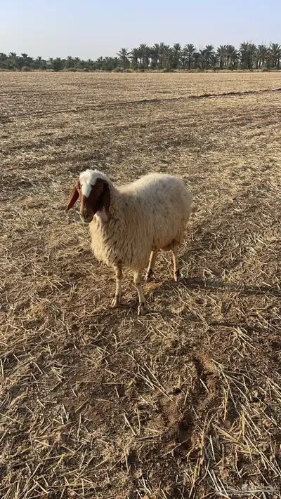 نعجه رغوث. نعيميه نعيم 1