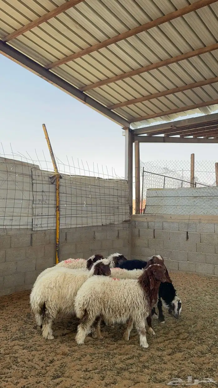 خرفان ورخال نعيم 5