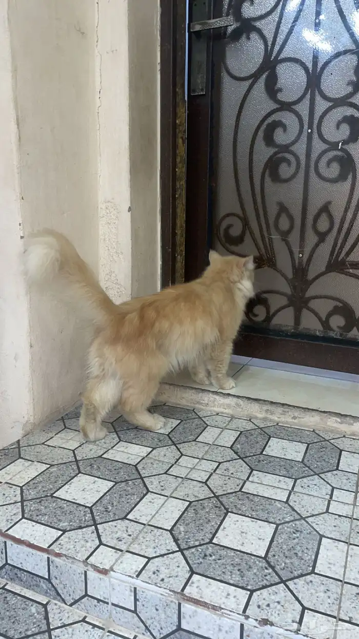 قطوه عمرها ثلاث سنين 1