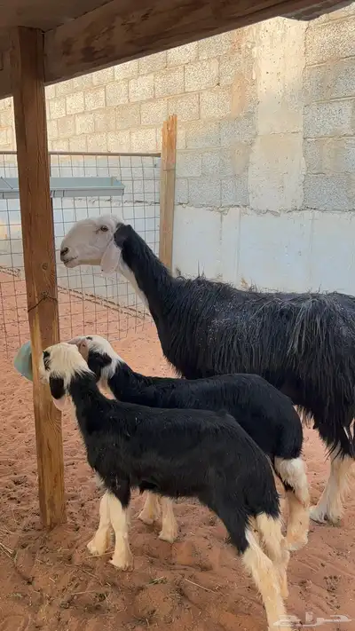 نجديه معها توم رخال 9