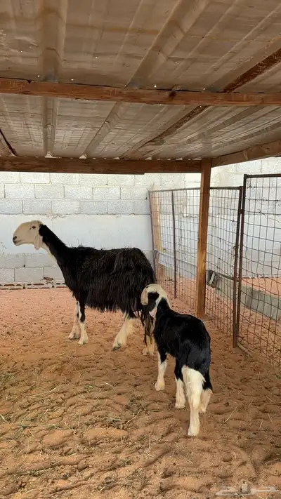 نجديه معها توم رخال 4