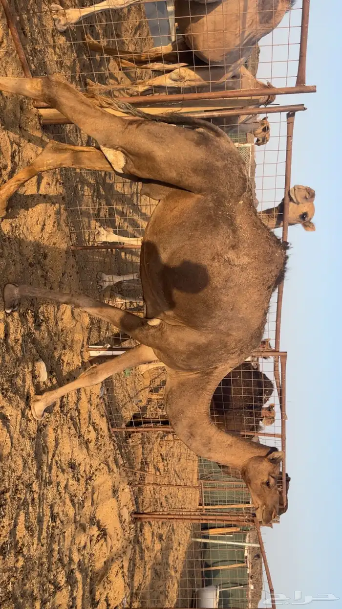 نياق مقاني (تم البيع) 2