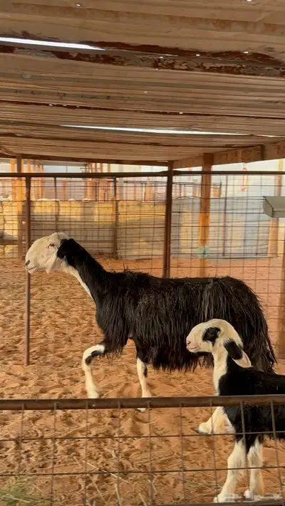 نجديه معها توم رخال 2