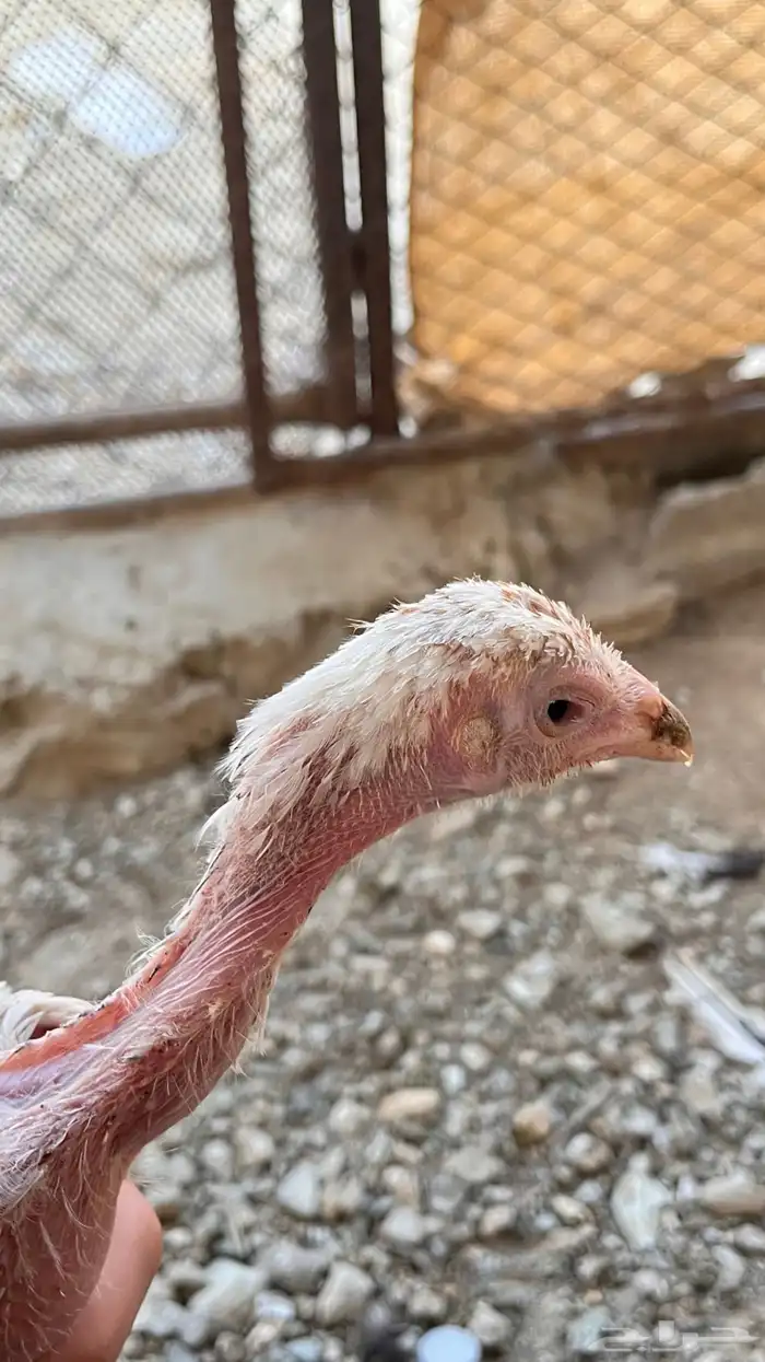 دجاج باكستاني للبيع 8